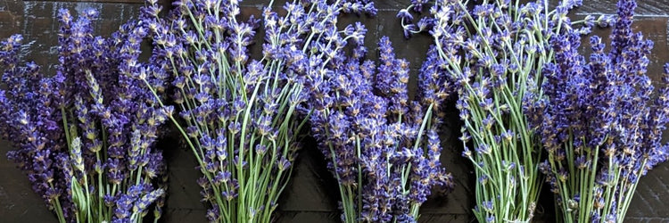 The Lavender Collection