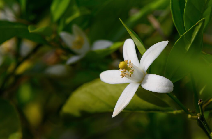Organic Neroli Water
