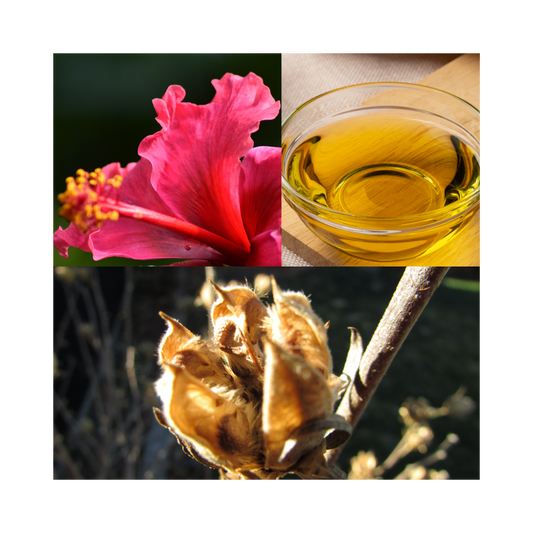 Hibiscus - Big Red Beauty for Healthy Skin and Hair