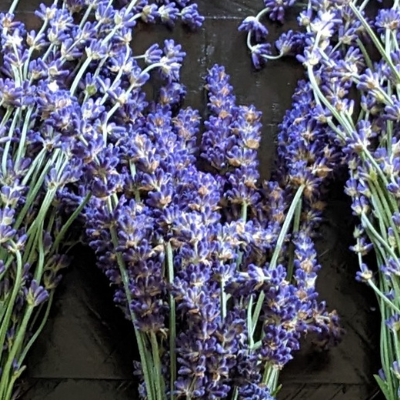 Bunches of fresh lavender arranged on a surface, likely part of the Lavender Collection Bundle.